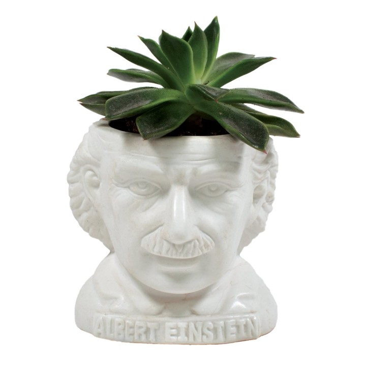 Mini vaso Einstein