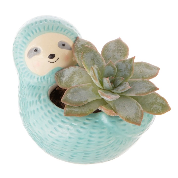 Mini Vaso Bradipo