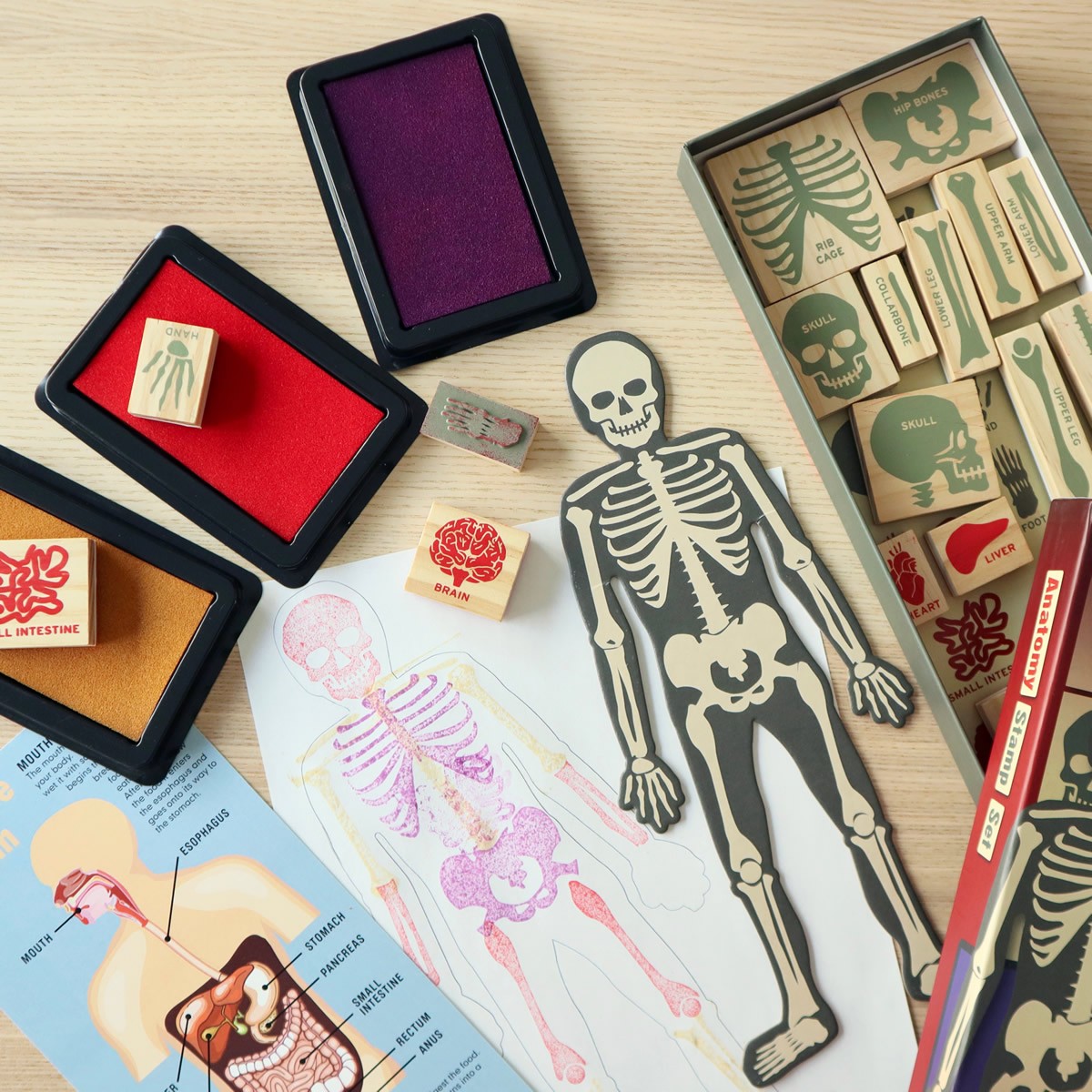 Set di timbri anatomici