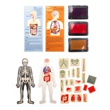 Set di timbri anatomici
