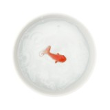 Ciotola per l'acqua Pesce Rosso