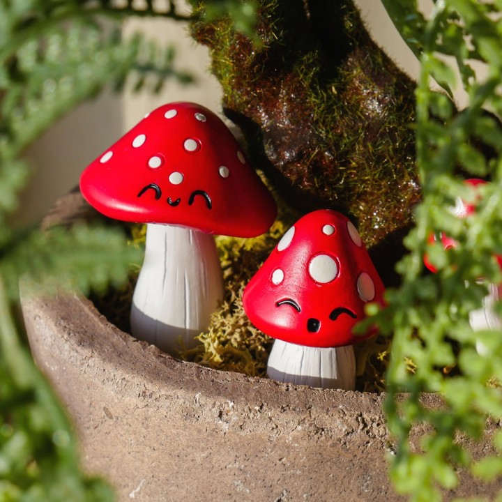 Funghi da vaso