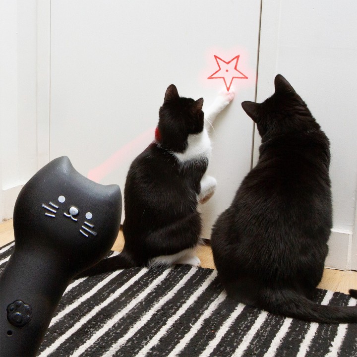 Gatto Puntatore laser