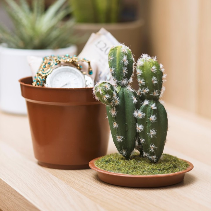 Cactus con nascondiglio segreto
