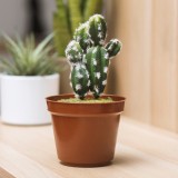 Cactus con nascondiglio segreto