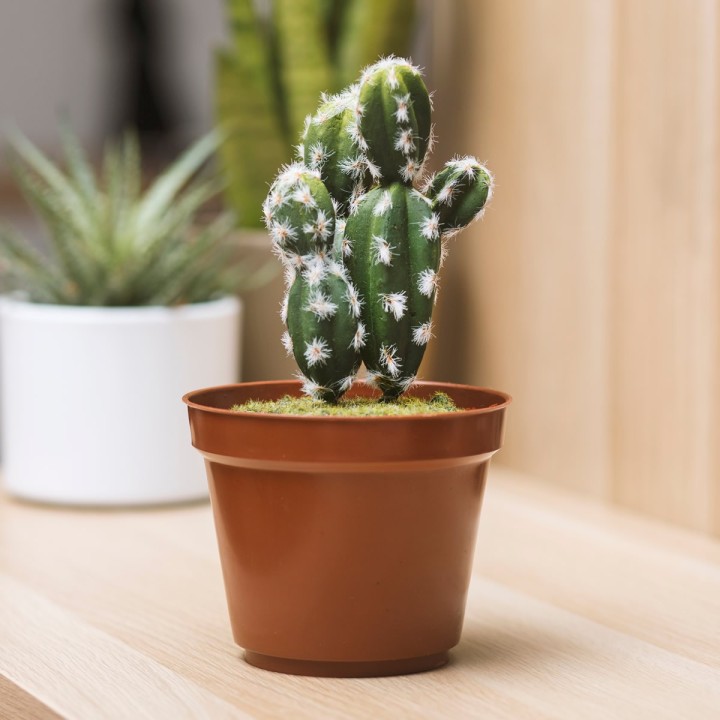 Cactus con nascondiglio segreto