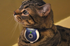Pet's Eye View: la fotocamera per animali Pet's Eye View
