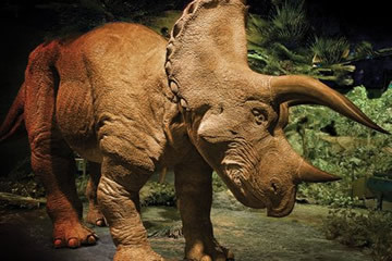 Triceratopo Animatronic, una replica a grandezza naturale