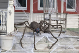 Tarantola gigante Tarantola Gigante