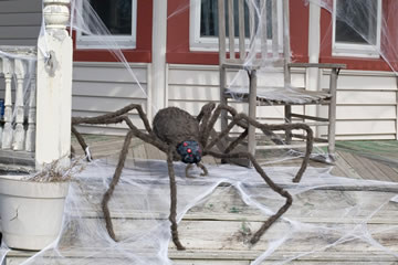 Tarantola gigante