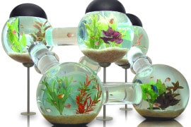 Silverfish Aquarium silverfish-aquarium