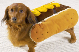 Rendete Hot il vostro Dog Rendete Hot il vostro Dog