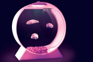 Acquario per Meduse