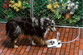 Doggie Water Fountain doggie-water-fountain