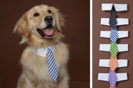 La cravatta per cani cravatte-per-cani