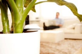 Koubachi, il sensore Wi-Fi per piante sensore-wifi-piante