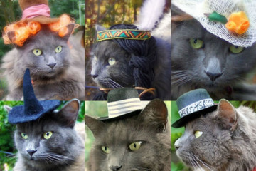 Hats for Cats
