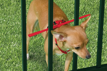 L’imbragatura anti fuga per cani