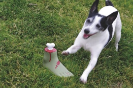 Un piede di zombie per cani piede-zombie-per-cani
