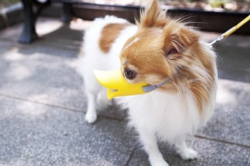 Quack, le museruole a becco