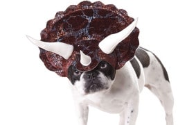 Il cane triceratopo cane-triceratopo