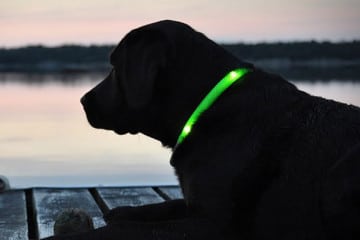 Glowdoggie, il collare luminoso per cani