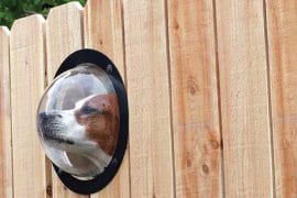 L’oblò per i cani petpeek-oblo-per-cani