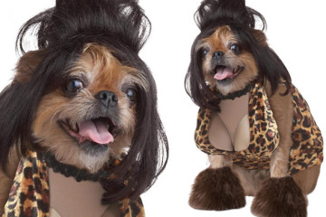 Lady Dog Tramp