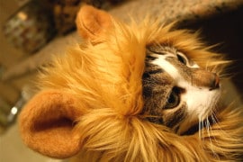 I cappucci animaleschi per gatti gatto-leone