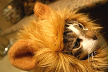 I cappucci animaleschi per gatti