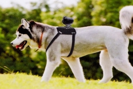 Supporto “canino” per l’action camera di Sony stand-action-cam-per-cani