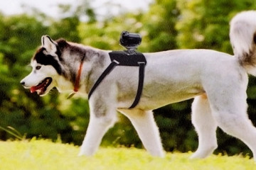 Supporto “canino” per l’action camera di Sony
