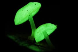 I funghi luminescenti funghi-fluorescenti