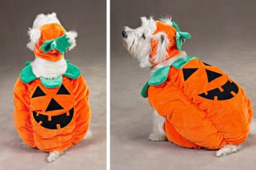 Il costume da zucca per cani