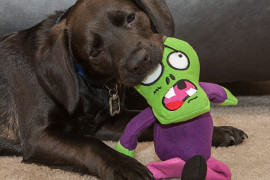 I giochi Zombie per cani giochi-zombie-per-cani