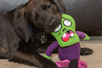 I giochi Zombie per cani