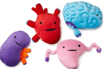 Gli organi di peluche