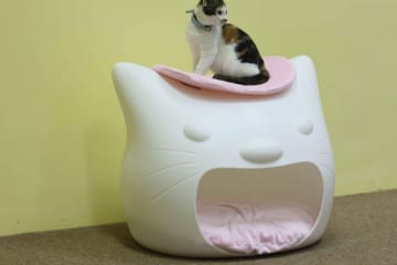 Kitty Meow, Il letto per gatti