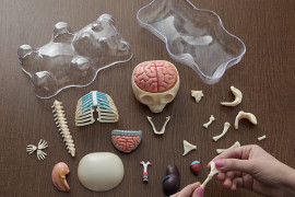 L’orsetto “anatomico” orsetto-anatomico