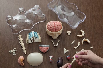 L’orsetto “anatomico”