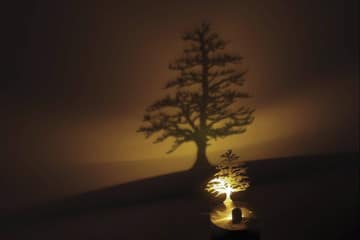 Lumen LED Pine – L’albero ombra