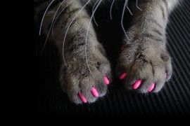 I copri artigli per gatti copri-artigli-per-gatti