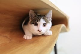 Catable, il tavolo a misura di gatto catable-tavolo-per-gatti
