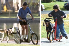 Dog Powered Scooter dog-powered-scooter