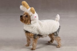 Il costume da pecora per animali costume-da-pecora-per-cani