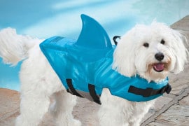Il giubbetto squalo per cani giubbetto-squalo-per-cani