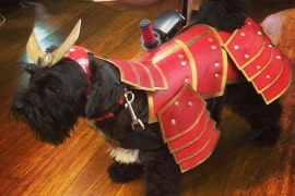 Costume da cane Samurai costume-da-cane-samurai