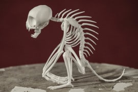 Lo scheletro di un Chupacabra scheletro-chupacabra