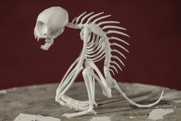 Lo scheletro di un Chupacabra