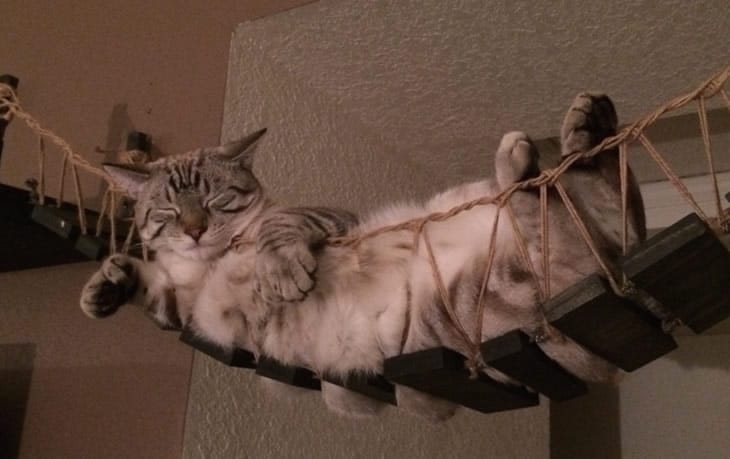 ponte-tibetano-per-gatti-1